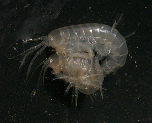 Gammarus pulex